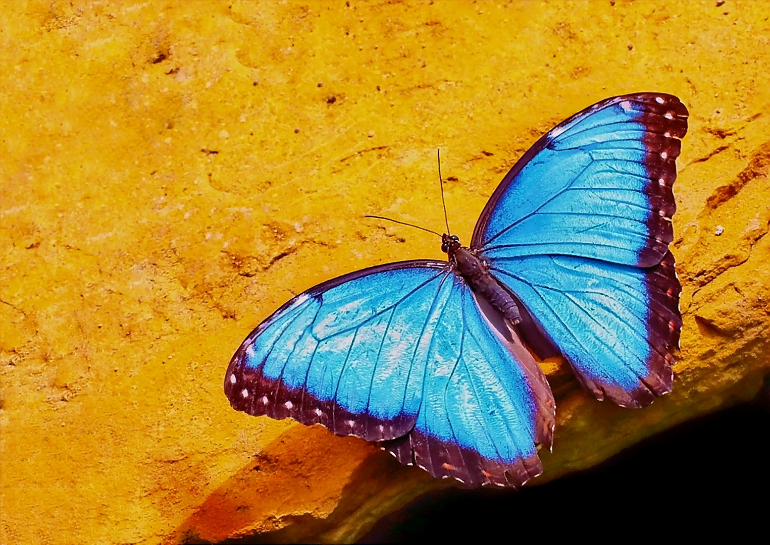 Blauer Morphofalter