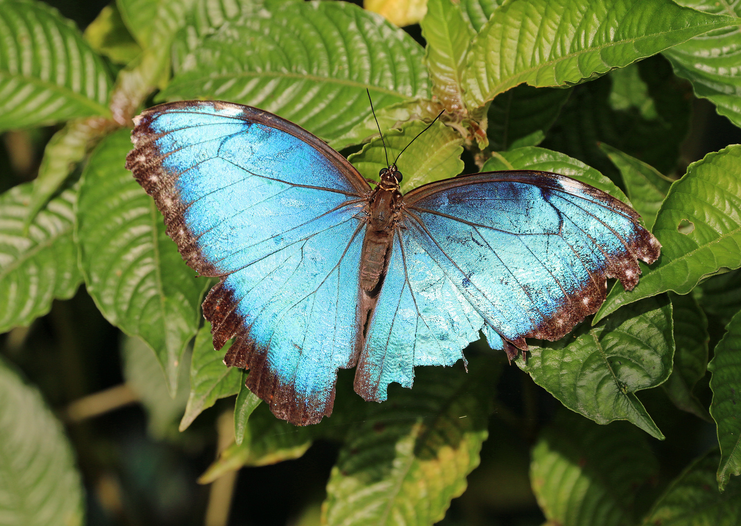 Blauer Morphofalter