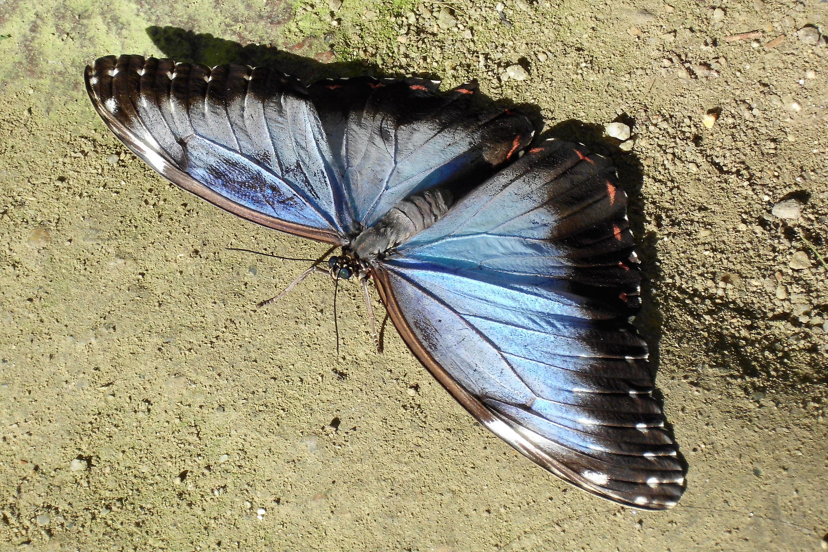 Blauer Morphofalter