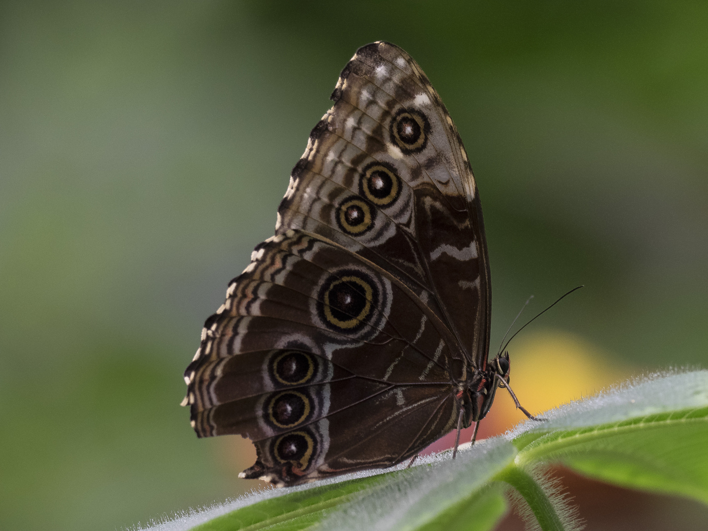 Blauer Morphofalter