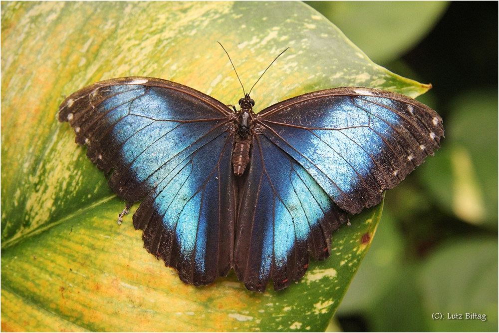 Blauer Morphofalter