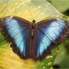 Blauer Morphofalter