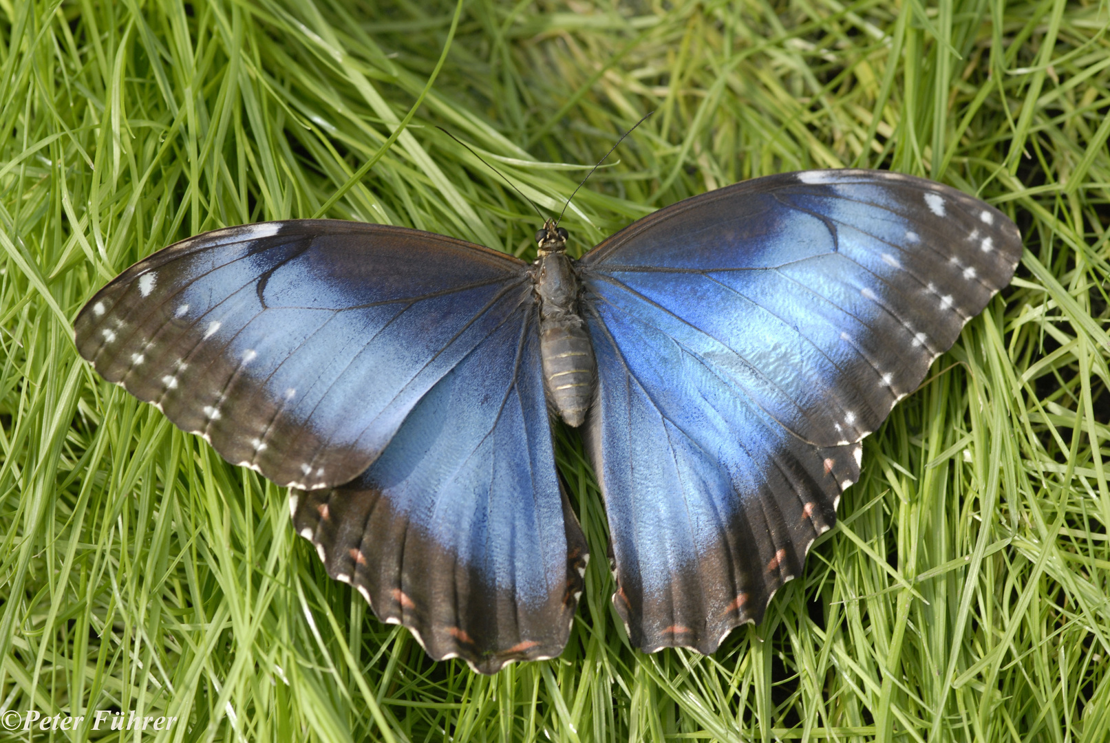 Blauer Morphofalter