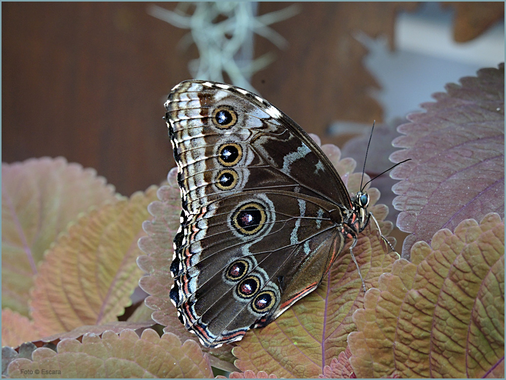 Blauer Morphofalter