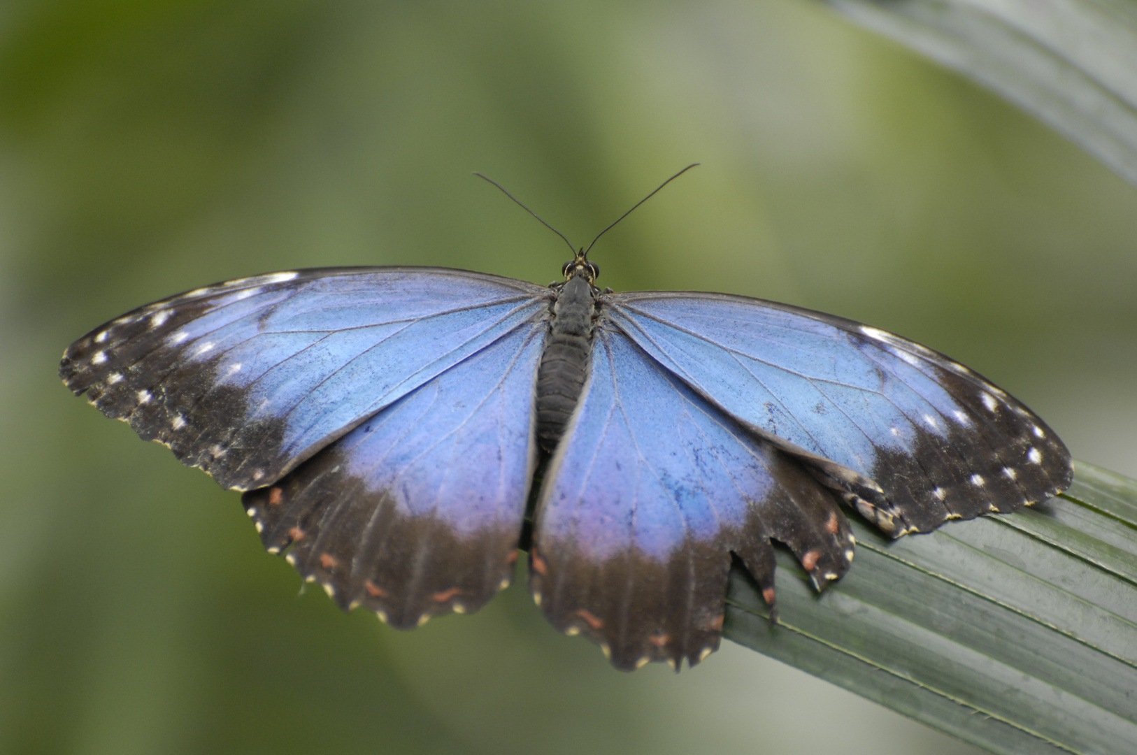 Blauer Morphofalter