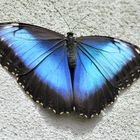 Blauer Morphofalter