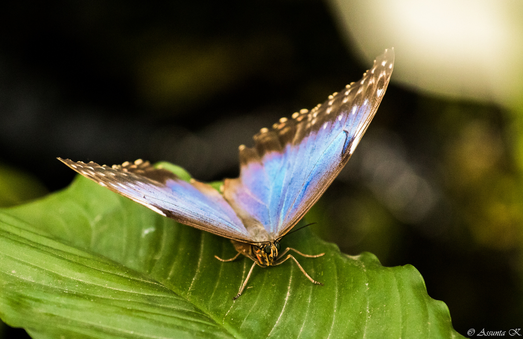 Blauer Morphofalter auf Blatt 