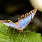 Blauer Morphofalter auf Blatt 