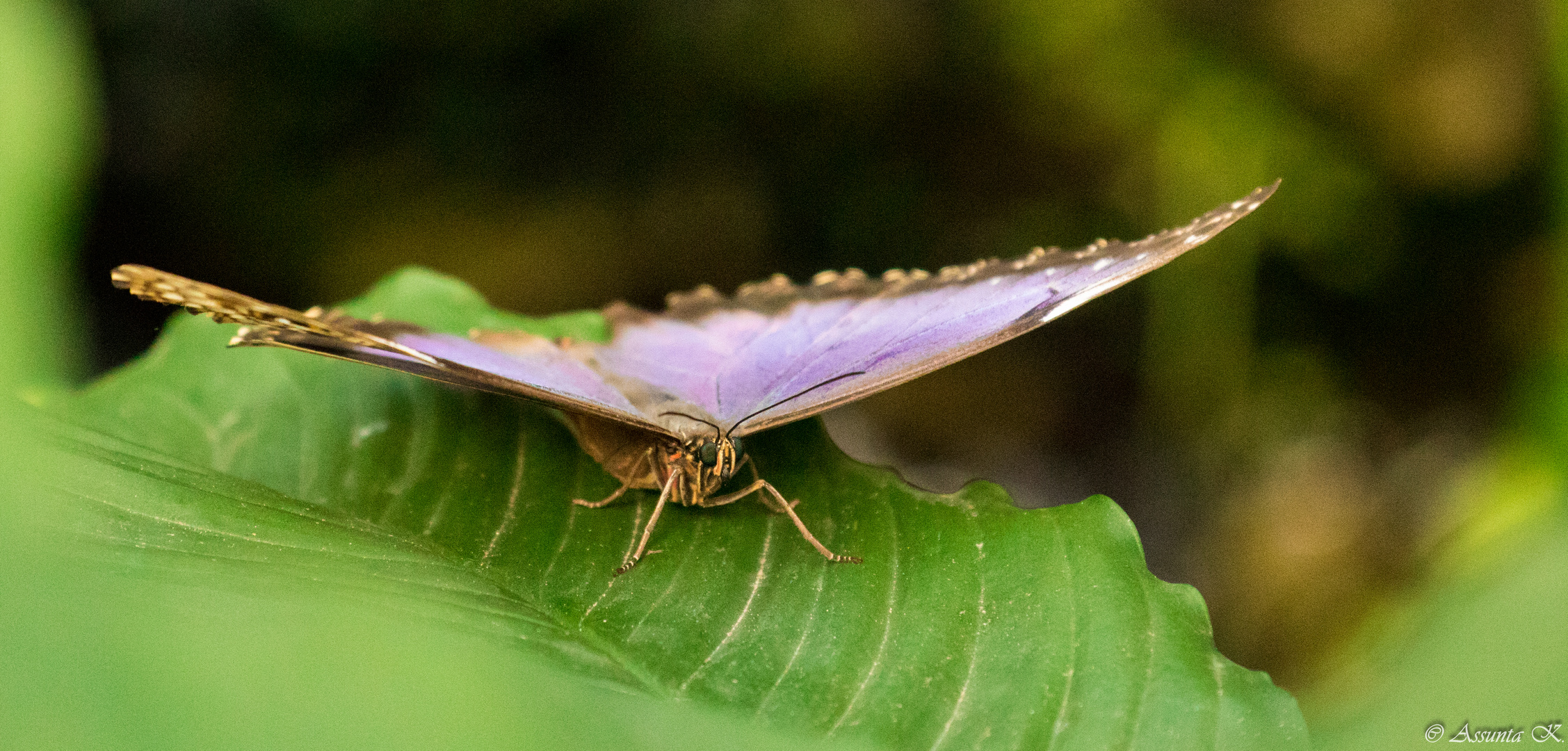 Blauer Morphofalter auf grünem Blatt