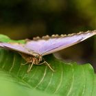 Blauer Morphofalter auf grünem Blatt