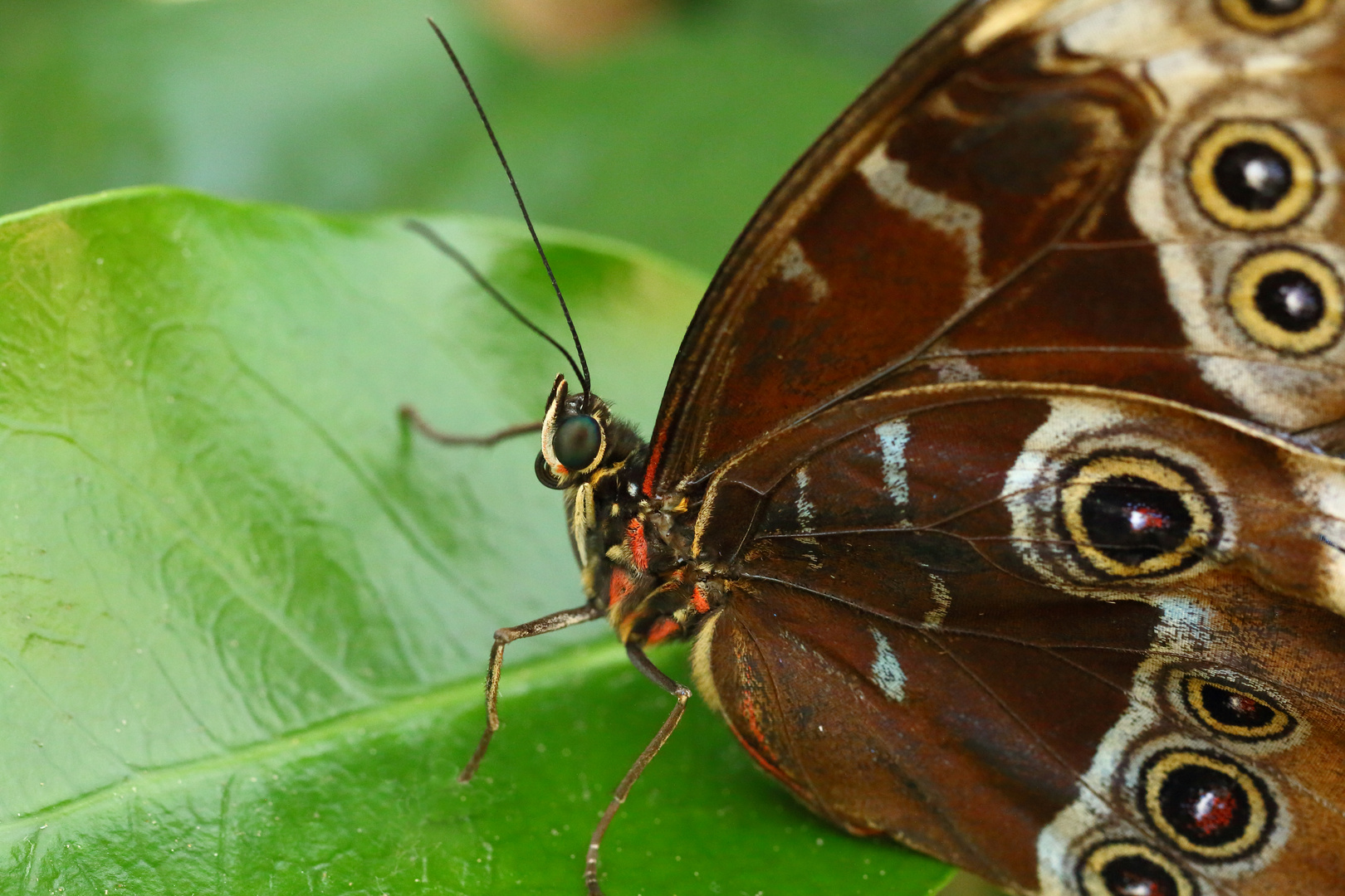 Blauer Morphofalter