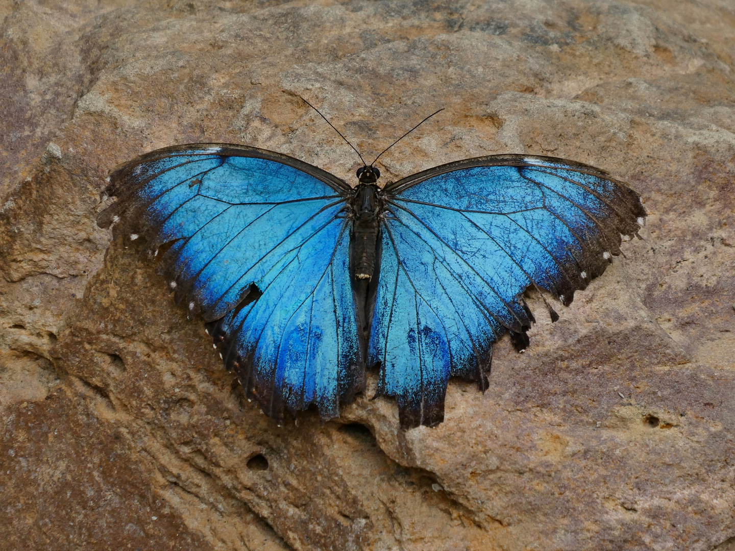 Blauer Morphofalter