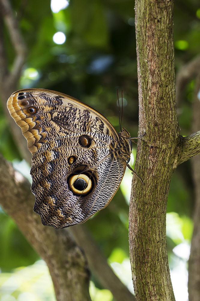 Blauer Morphofalter