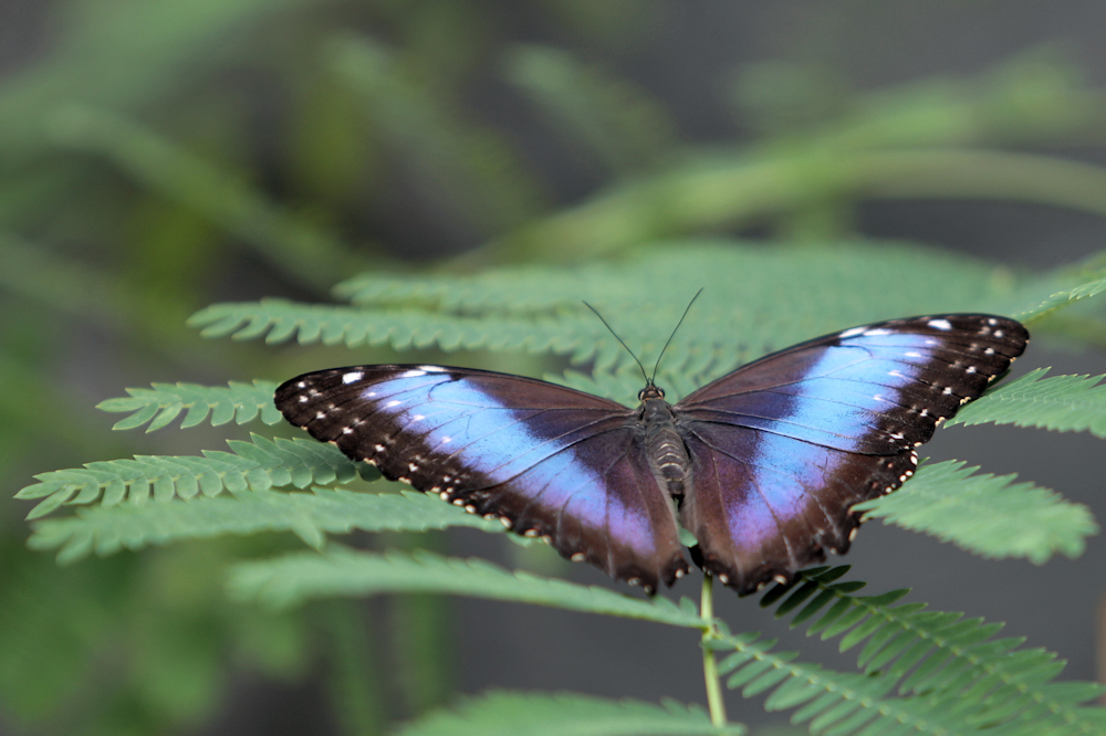 Blauer Morphofalter