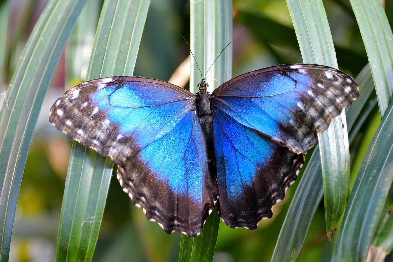 Blauer Morphofalter 