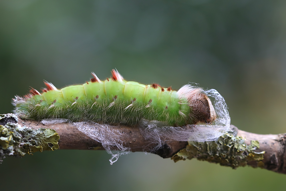 Blauer Morphofalter