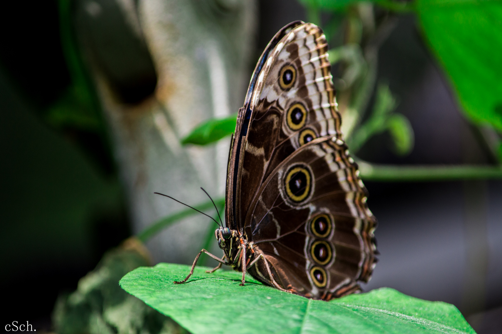 Blauer Morphofalter