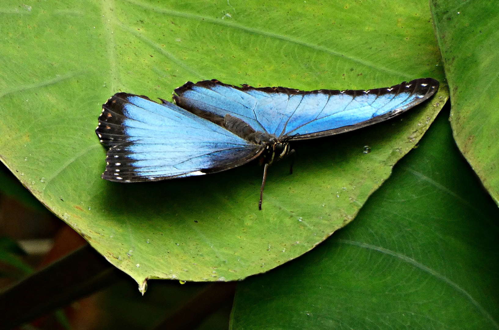 Blauer Morphofalter