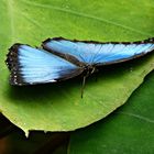 Blauer Morphofalter