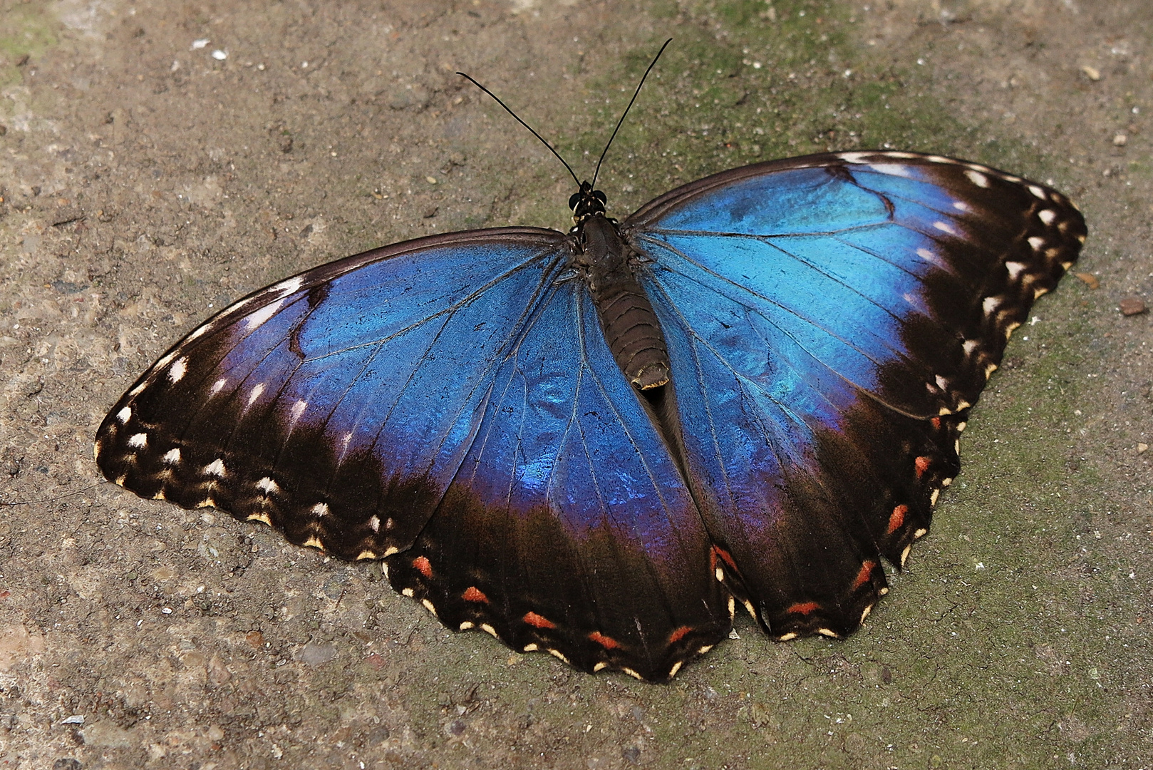 Blauer Morphofalter