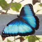 Blauer Morphofalter