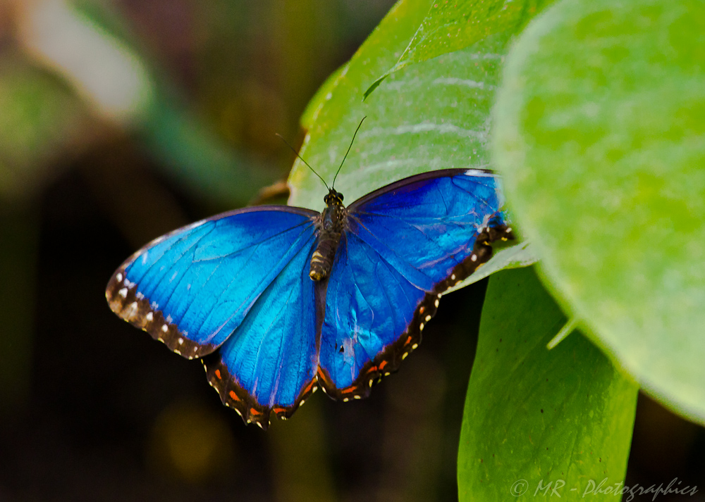 Blauer Morphofalter