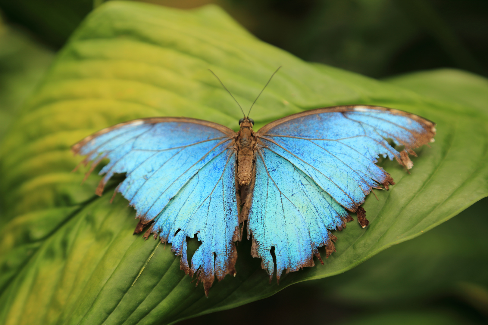 Blauer Morphofalter (Geöffnet)