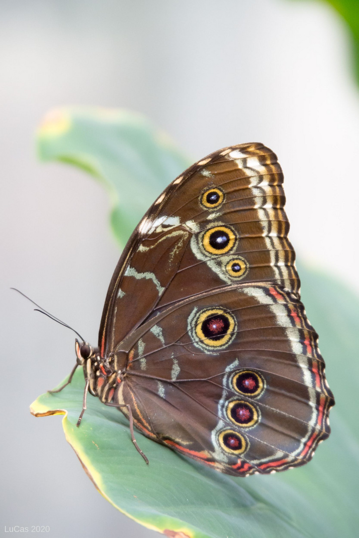 Blauer Morphofalter geschlossen