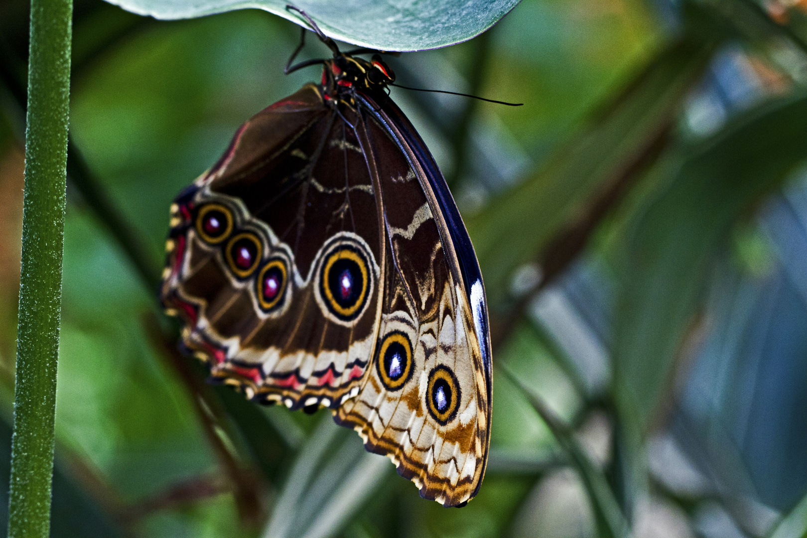 Blauer Morphofalter im Luisenpark (Mannheim) 2011