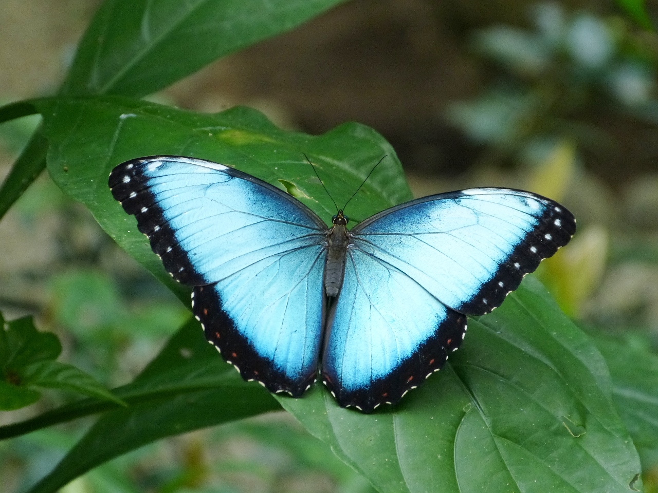 Blauer Morphofalter (Morpho helenor)