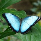 Blauer Morphofalter (Morpho helenor)