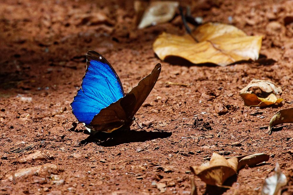 Blauer Morphofalter (Morpho menelaus)