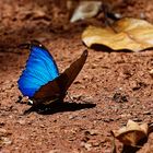 Blauer Morphofalter (Morpho menelaus)