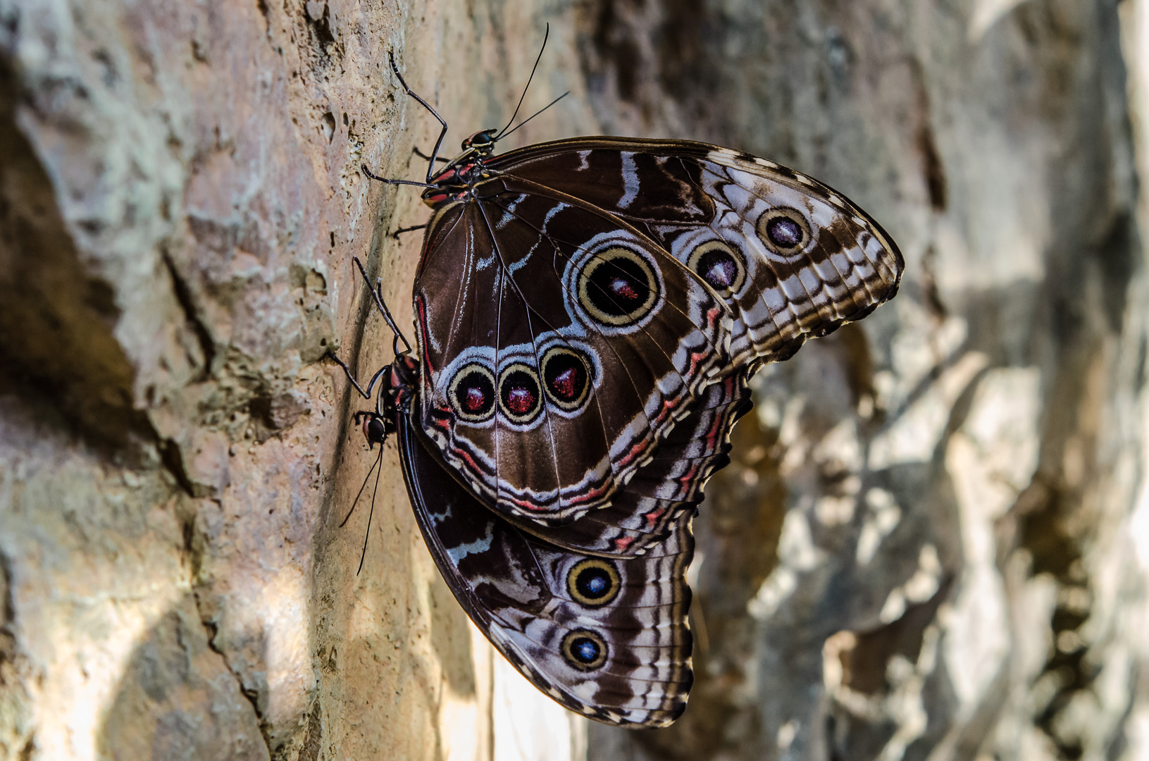 Blauer Morphofalter (Morpho peleides)