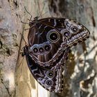 Blauer Morphofalter (Morpho peleides)