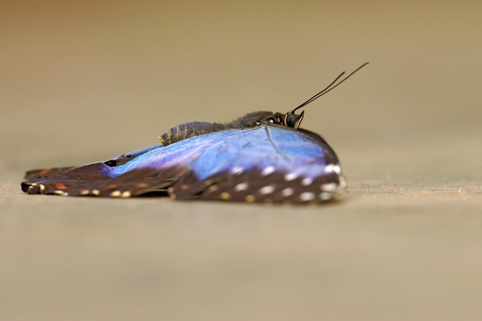 Blauer Morphofalter - Morpho peleides