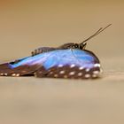 Blauer Morphofalter - Morpho peleides