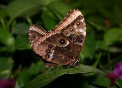 Blauer Morphofalter ( Morpho peleides ) als Paar