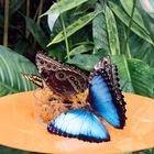 Blauer Morphofalter (Morpho Peleides)