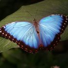 Blauer Morphofalter ( Morpho peleides )