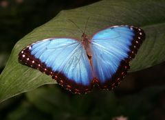 Blauer Morphofalter ( Morpho peleides )