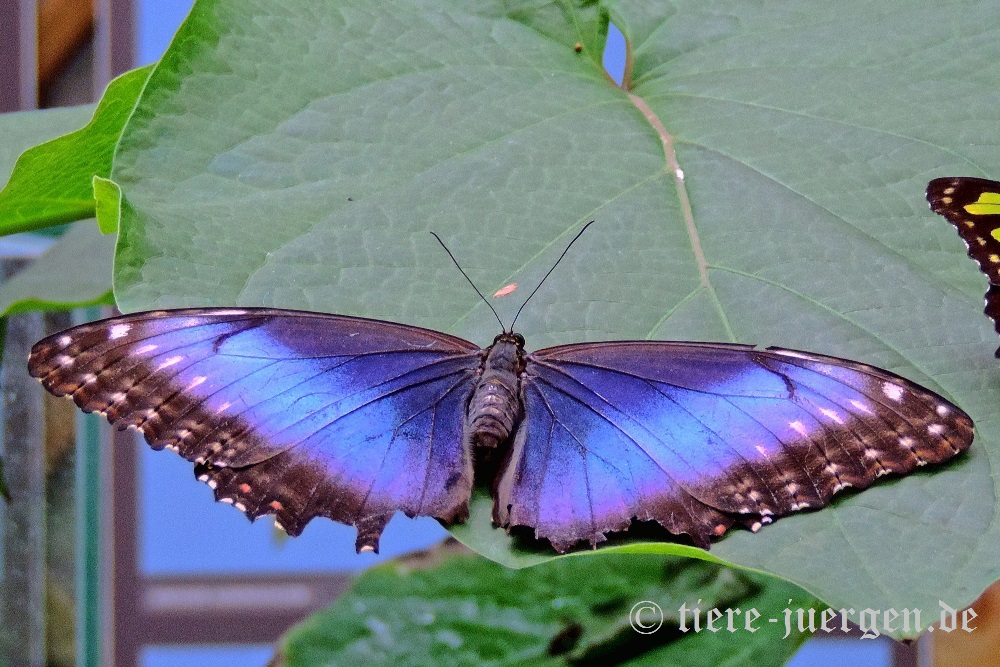 Blauer Morphofalter oder Himmelsfalter