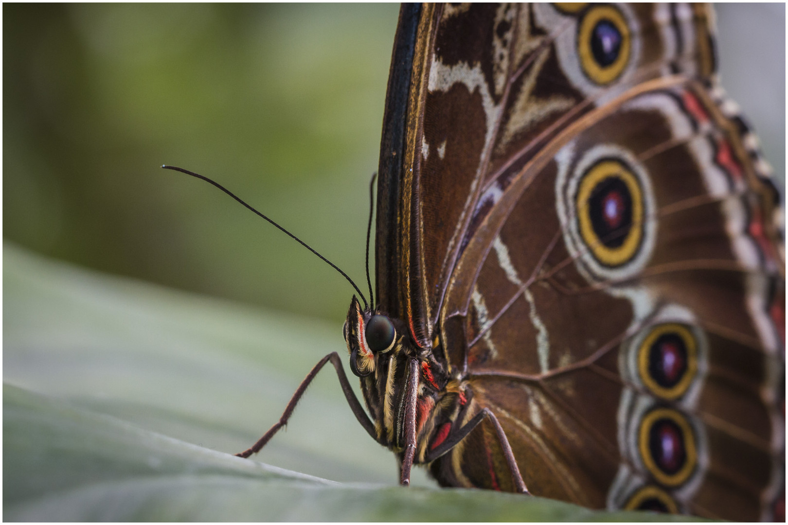 Blauer Morphofalter oder Himmelsfalter