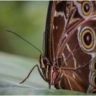 Blauer Morphofalter oder Himmelsfalter