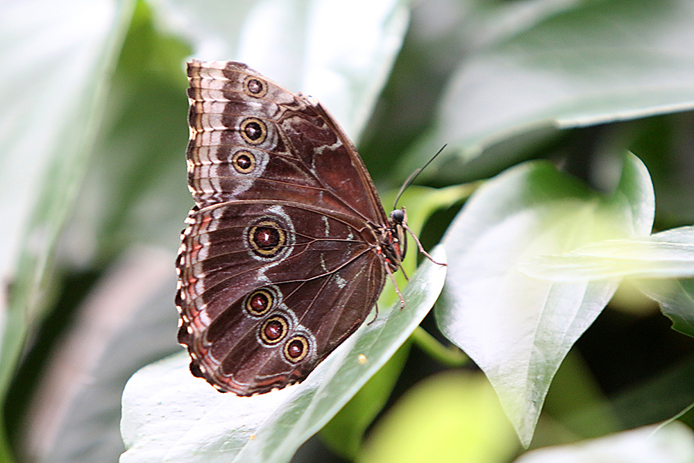 Blauer Morphofalter oder Himmelsfalter