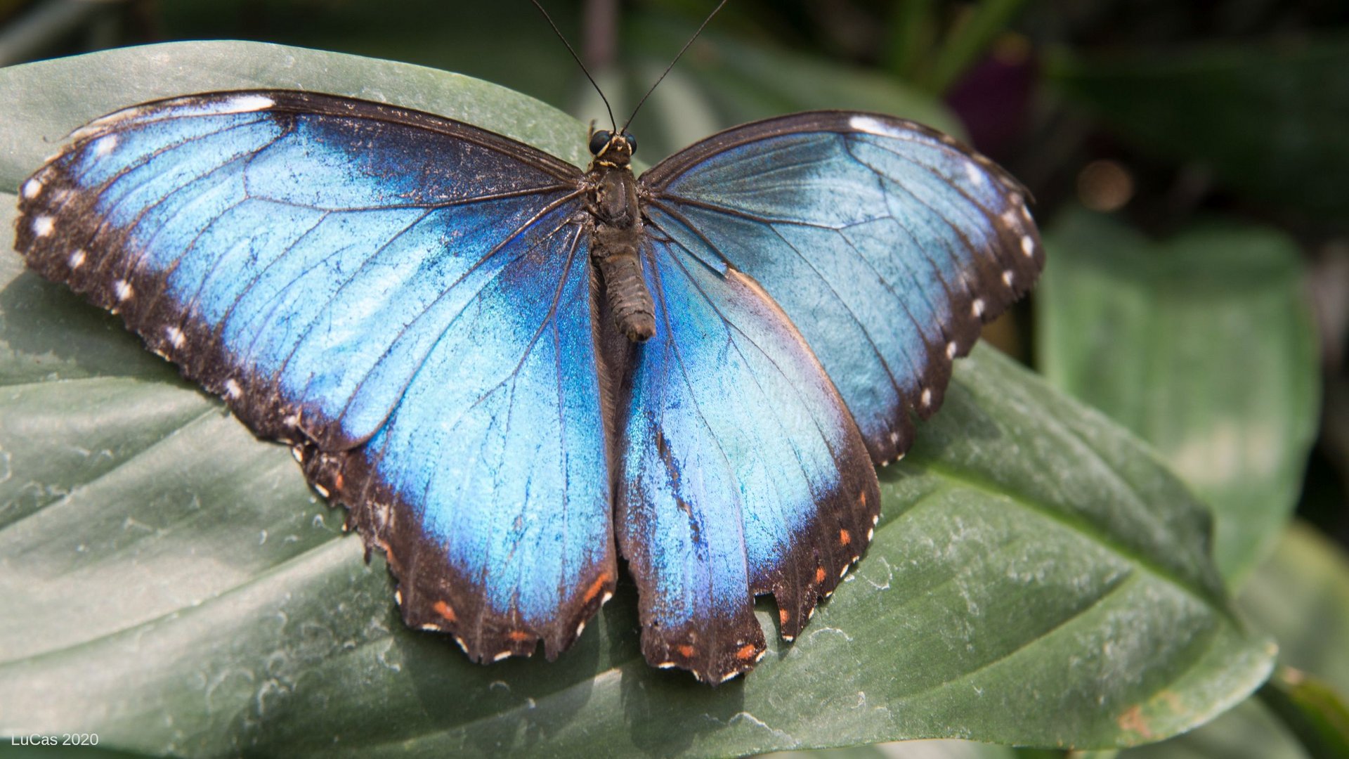 Blauer Morphofalter offen