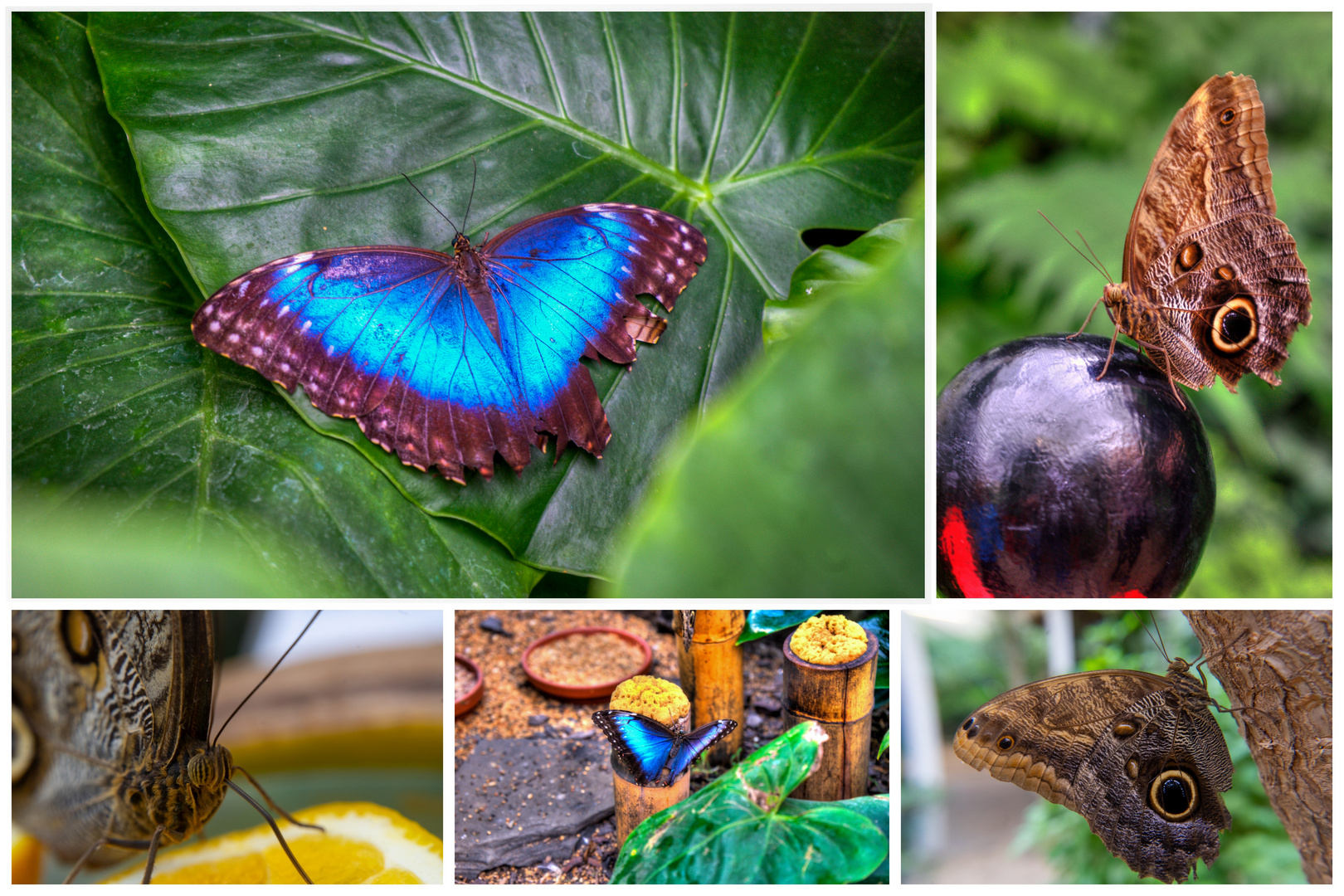 Blauer Morphofalter und Bananenfalter