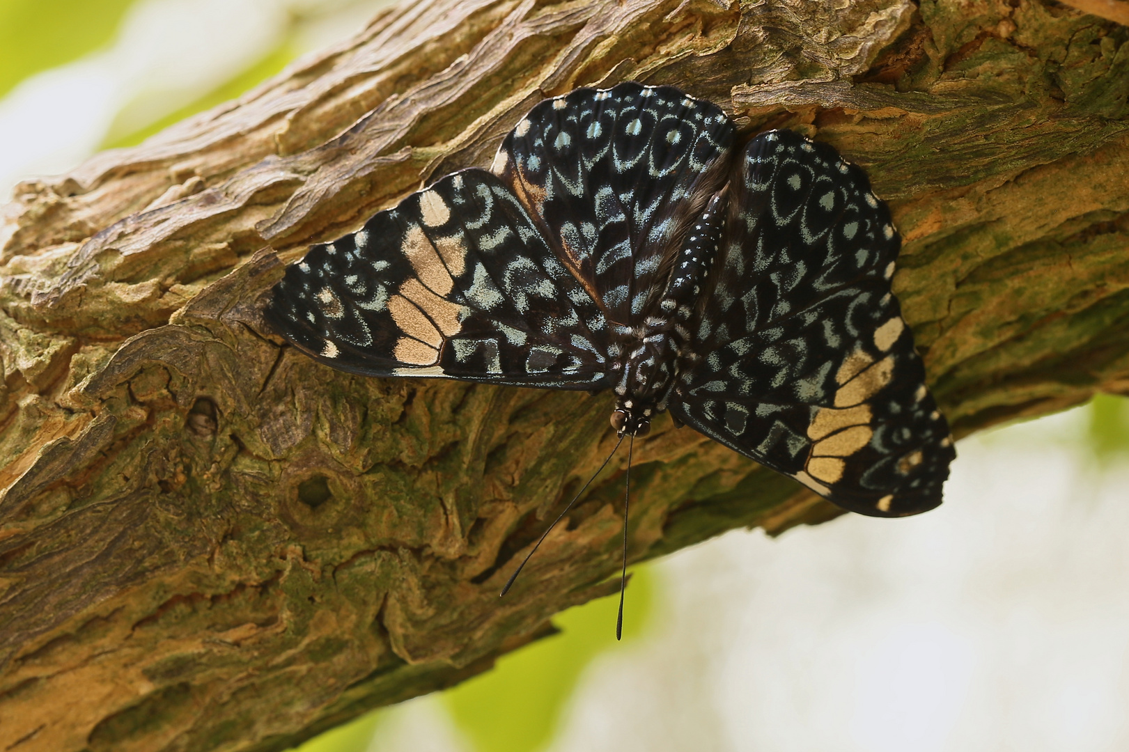 Blauer Mosaikfalter, Hamadryas amphinome (2017_06_10_EOS 6D_3363_ji)