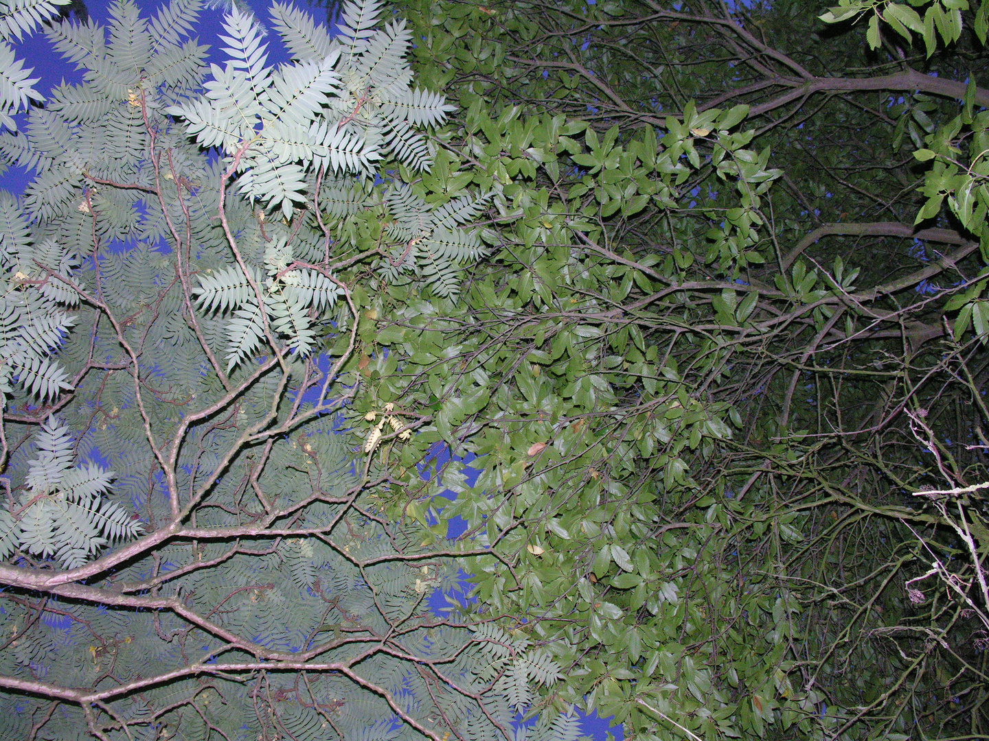 Blauer Nachthimmel Blätterdach dosierter Blitz