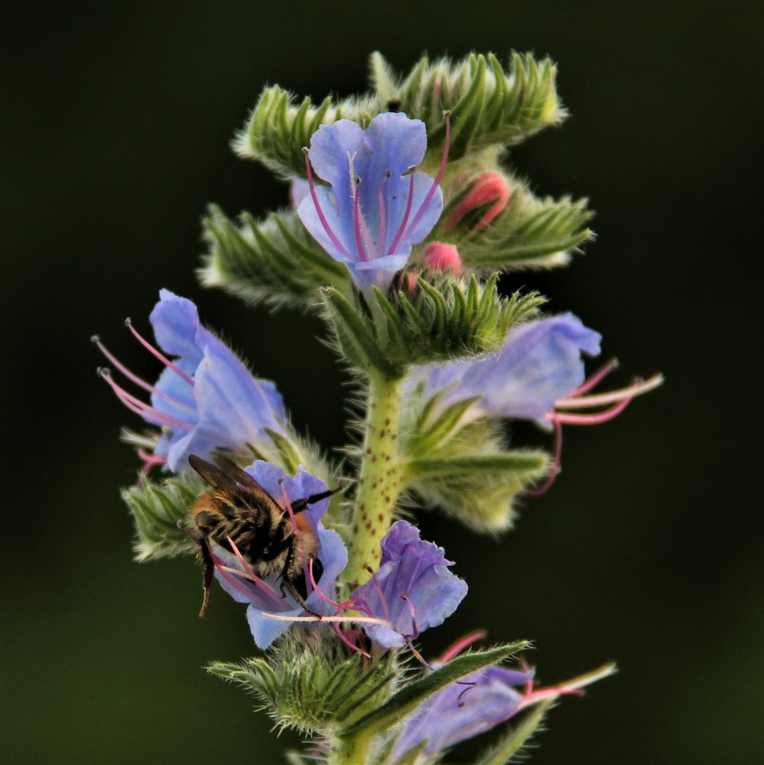 Blauer Natternkopf